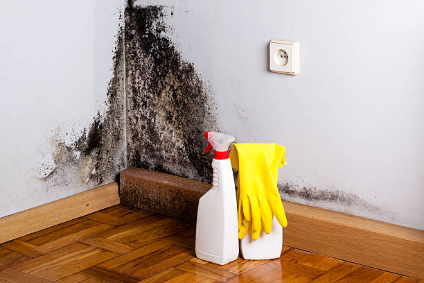 Best Mold Prevention Services  in Evergreen, CO